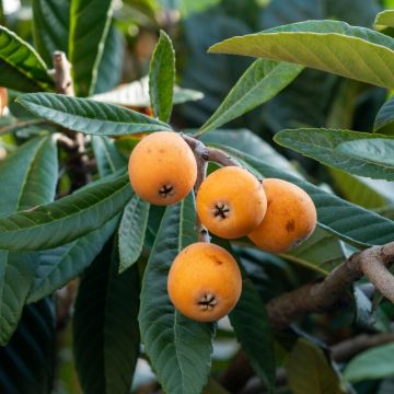 Néflier du Japon - Eriobotrya japonica