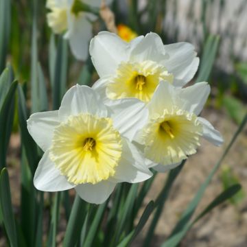 Narcisse Ice Follies