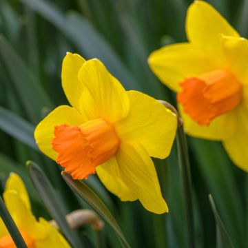 Narcisse Red Devon