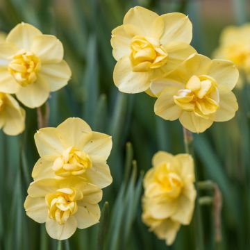 Narcisse Yellow Cheerfulness