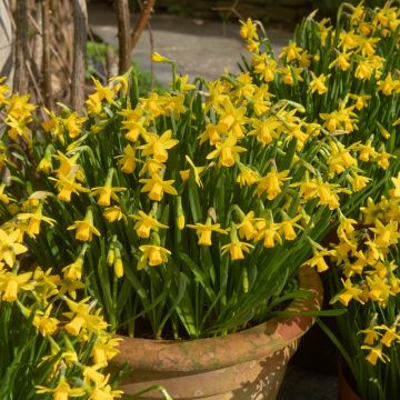 Narcisse de Rocailles Tête à Tête