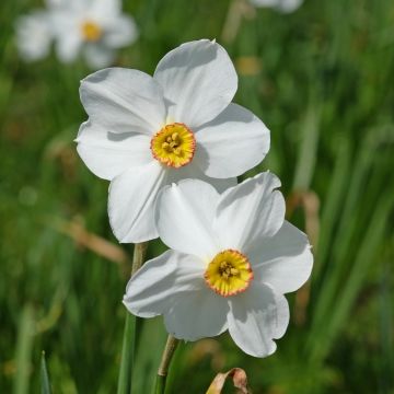 Narcisse des poètes Actaea