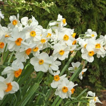 Narcisse parfumé pluriflore Geranium, bulbes Meilland Richardier