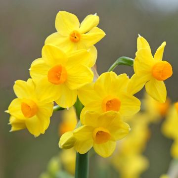 Narcisse Grand Soleil d Or