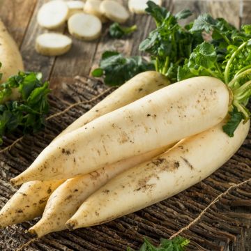 Navet blanc dur d'hiver