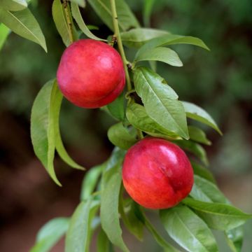 Nectarinier ‘Nectared’ 4 Nectarinier ‘Nectared’ 4