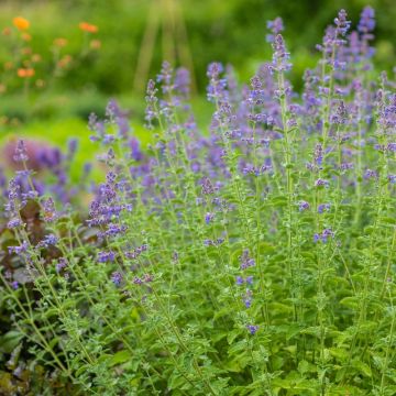 Nepeta Six Hills Giant