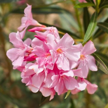Laurier rose - Nerium oleander Saumon