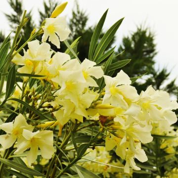 Laurier rose Marie Gambetta - Nerium oleander 