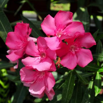 Laurier rose - Nerium oleander Saumon