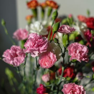 Oeillet Chabaud géant varié