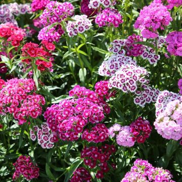 Œillet de poète nain Tapis des Indes