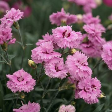 Œillet nain POP STAR ® ou Dianthus hybridus
