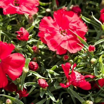 Oeillet nain FUSILIER