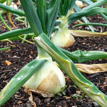 Oignon blanc hâtif de Paris