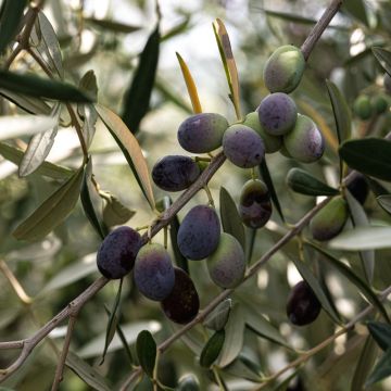 Olivier - Olea europaea pot de 7L 1/4 tige