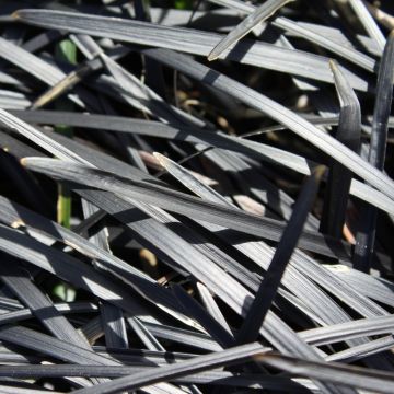 Ophiopogon noir