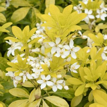 Oranger du Mexique doré, Choisya ternata SUNDANCE ®