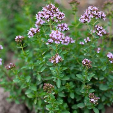 Origan commun ou Marjolaine - Origanum vulgare Compactum