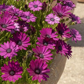 Osteospermum Dalina Red Dark