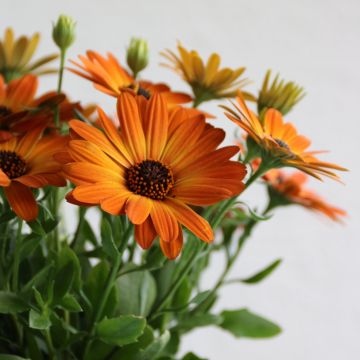 Osteospermum Dalina Red Dark