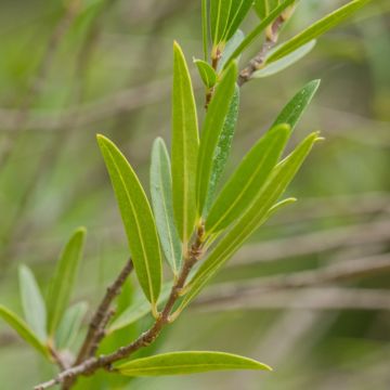 Phillyrea angustifolia Green Up - Filaire à feuilles étroites