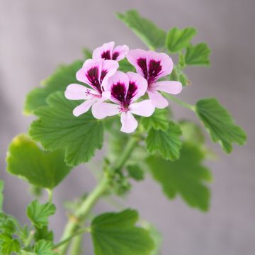 Pelargonium - Géranium parfumé Orange Fizz en pot
