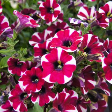 Pétunia CASCADIAS® Bicolor Cabernet