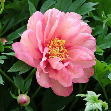 Paeonia 'Itoh Hillary' - souche de 3 &agrave; 5 yeux