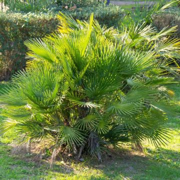 Palmier Chamaerops humilis ‘Compacta’ ou Palmier nain méditerranéen compact