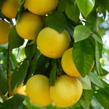 Pamplemousse Pomelo ou Citrus paradisi