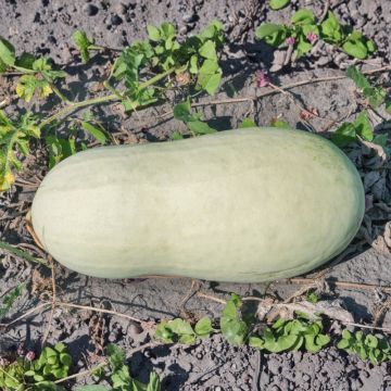 Pastèque Charleston Gray