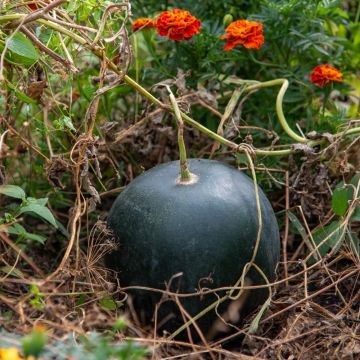 Pastèque Sugar Baby