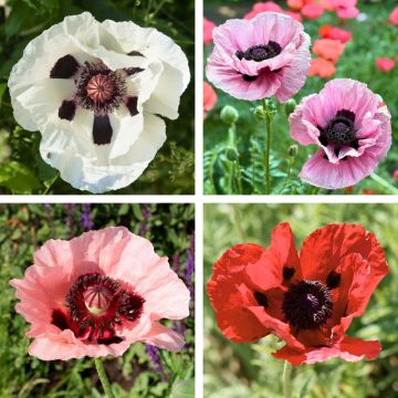 Pavot Pizzicato varié