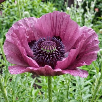 Pavot d Orient - Papaver orientale Patty s Plum