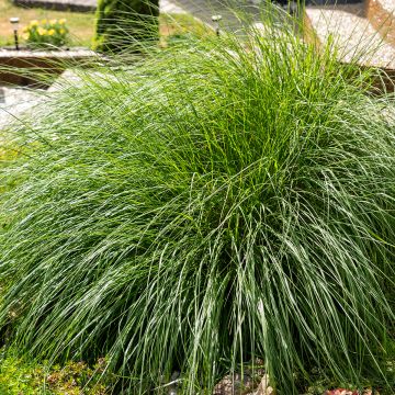 Herbe aux écouvillons, Pennisetum Little Bunny