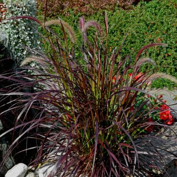 Herbe aux écouvillons, Pennisetum pourpre Herbe aux écouvillons, Pennisetum pourpre