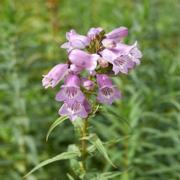 Penstemon Sour Grapes