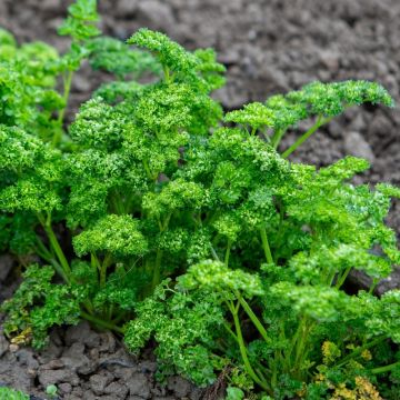 Persil frisé vert foncé