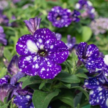Petunia Splash Dance Magenta Mambo℗