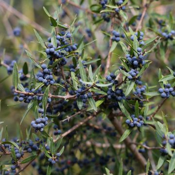 Phillyrea angustifolia - Filaire à feuilles étroites