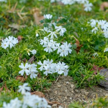 Phlox nain ‘White Delight’