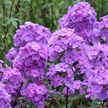 Phlox paniculata Blue Paradise
