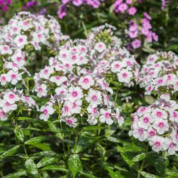 Phlox paniculata ‘Europa’