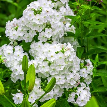 Phlox paniculata Fujiyama