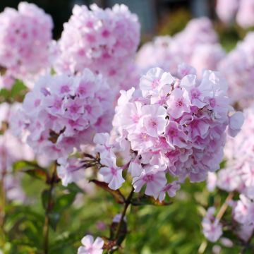 Phlox paniculata Rosa Pastel