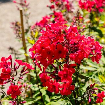 Phlox paniculata Starfire