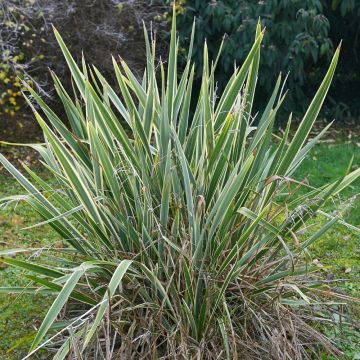 Phormium tenax 'Variegatum', méditerranéenne Meilland Richardier