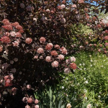 Physocarpe Diable D'Or