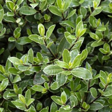 Pittosporum tenuifoium 'Silver Ball' Meilland Richardier